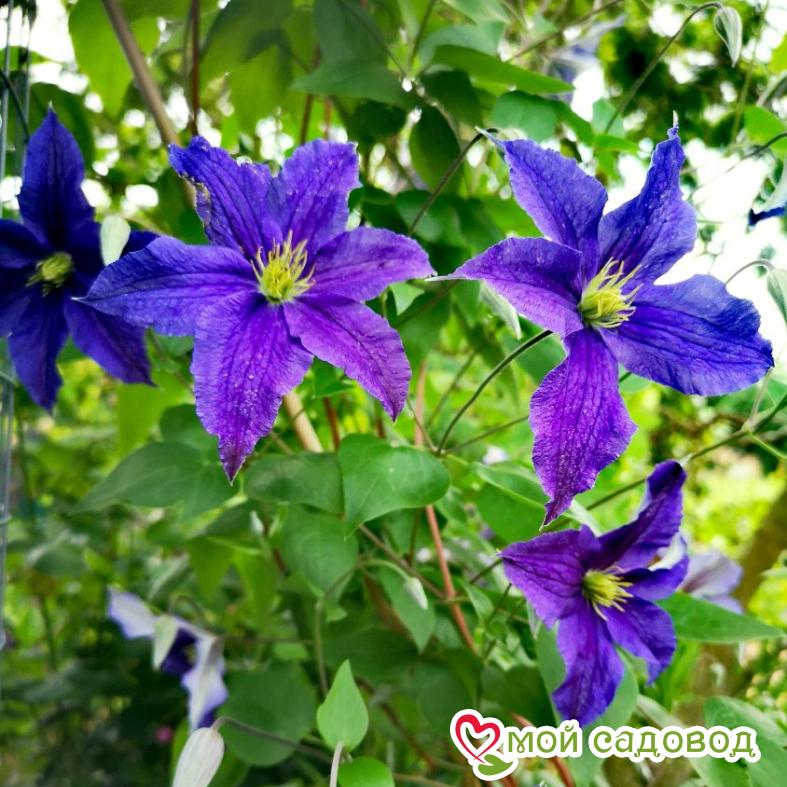 Клематис Даниэль Деронда ЗКС