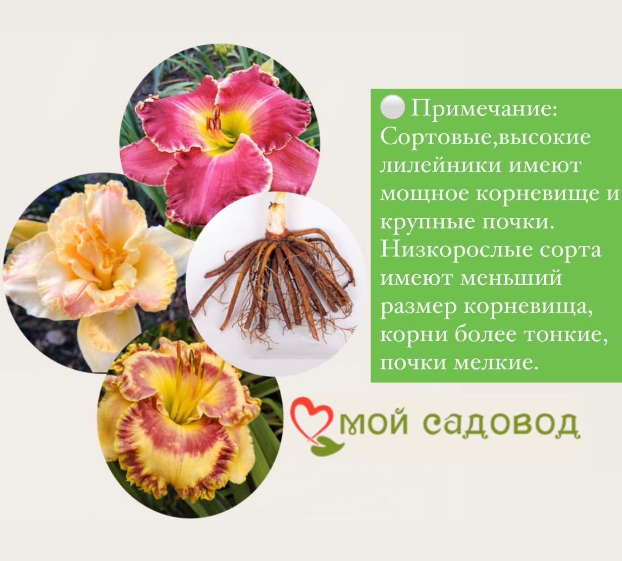 ЛИЛЕЙНИК СТРОБЕРРИ КЭНДИ