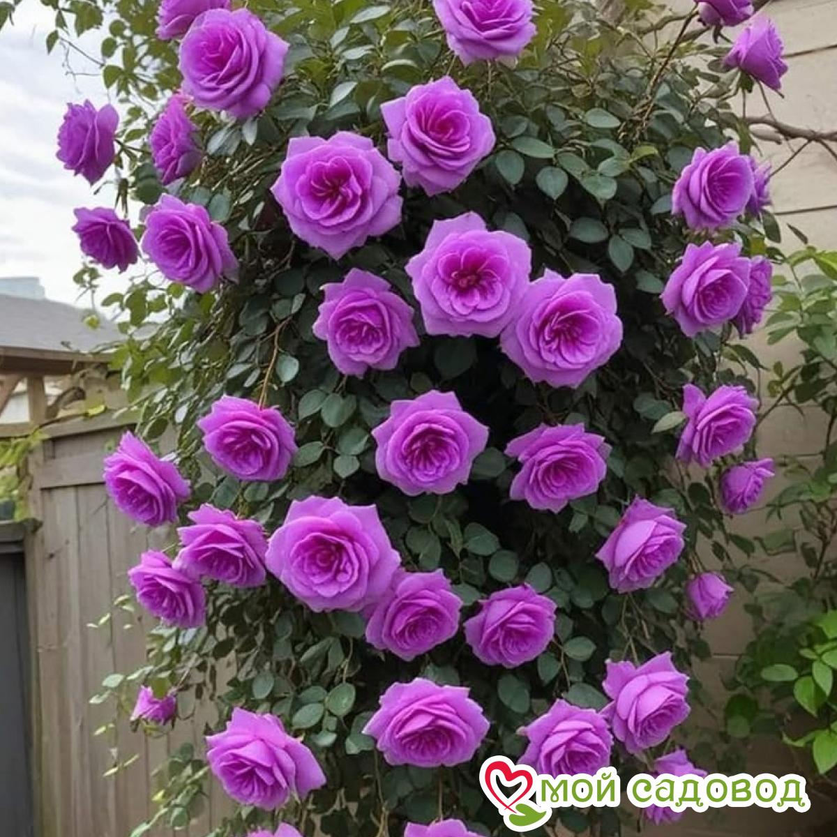 Роза Мистик Уайт